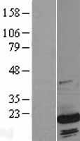 SUB1 Protein - Western validation with an anti-DDK antibody * L: Control HEK293 lysate R: Over-expression lysate