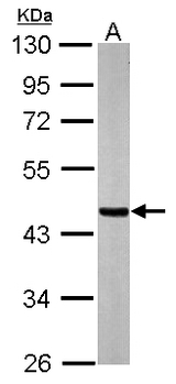 SUCLA2 Antibody - Sample (20 ug of whole cell lysate). A: mouse brain. 10% SDS PAGE. SUCLA2 antibody diluted at 1:20000.