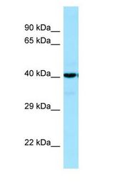 SUCLA2 Antibody - SUCLA2 antibody Western Blot of Fetal Heart.  This image was taken for the unconjugated form of this product. Other forms have not been tested.