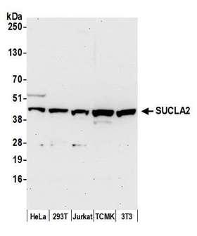 SUCLA2 Antibody - Detection of human and mouse SUCLA2 by western blot. Samples: Whole cell lysate (50 µg) from HeLa, HEK293T, Jurkat, mouse TCMK-1, and mouse NIH 3T3 cells prepared using NETN lysis buffer. Antibody: Affinity purified rabbit anti-SUCLA2 antibody used for WB at 0.1 µg/ml. Detection: Chemiluminescence with an exposure time of 30 seconds.