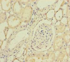 SUCLA2 Antibody - Immunohistochemistry of paraffin-embedded human kidney tissue at dilution of 1:100