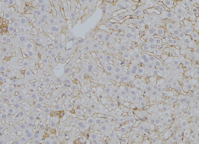 SUCLA2 Antibody - 1:100 staining mouse liver tissue by IHC-P. The sample was formaldehyde fixed and a heat mediated antigen retrieval step in citrate buffer was performed. The sample was then blocked and incubated with the antibody for 1.5 hours at 22°C. An HRP conjugated goat anti-rabbit antibody was used as the secondary.