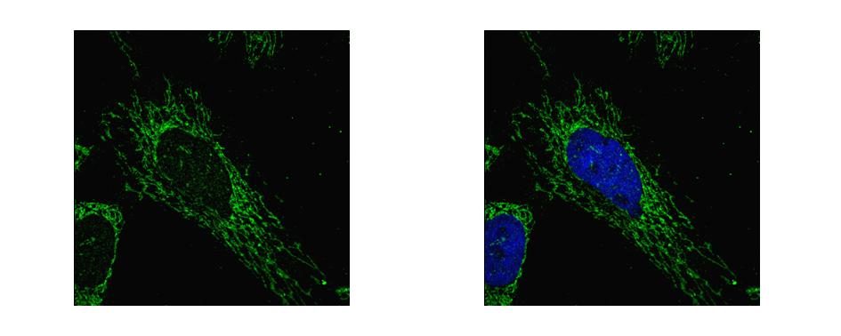 SUCLG1 / GALPHA Antibody - SUCLG1 antibody detects SUCLG1 protein at mitochondria by confocal immunofluorescent analysis. HeLa cells were fixed in 2% paraformaldehyde/culture medium at 37 for 30 min. SUCLG1 protein stained by SUCLG1 antibody diluted at 1:500. 