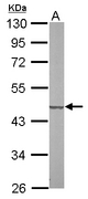 SUCLG2 Antibody - Sample (20 ug of whole cell lysate). A: mouse liver. 10% SDS PAGE. SUCLG2 antibody diluted at 1:10000.