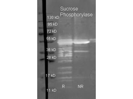 Sucrose Phosphorylase Antibody - Goat anti Sucrose Phosphorylase antibody was used to detect purified Sucrose Phosphorylase under reducing (R) and non-reducing (NR) conditions. Reduced samples of purified protein contained 4% BME and were boiled for 5 minutes. Samples of ~1ug of protein per lane were run by SDS-PAGE. Protein was transferred to nitrocellulose and probed with 1:3000 dilution of primary antibody (ON 4 C in MB-070). Detection shown was using Dylight 488 conjugated Donkey anti goat.