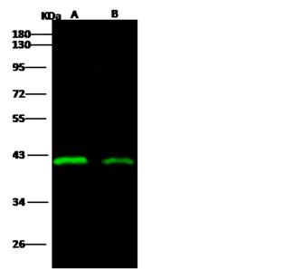 Sudan Ebola Virus Matrix Protein VP40 Antibody - Anti-Ebola virus EBOV (subtype Sudan, strain Gulu) VP40 / Matrix protein VP40 mouse monoclonal antibody at 1:1000 dilution.Sample:Ebola virus EBOV (subtype Sudan, strain Gulu) VP40 / Matrix protein VP40. Lane A: 30ng. Lane B: 10ng. SecondaryGoat Anti-Mouse IgG H&L (Dylight800) at 1/15000 dilution. Developed using the Odyssey technique. Performed under reducing conditions.
