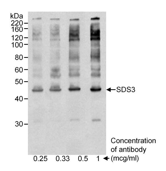 SUDS3 Antibody - Detection of Human SDS3 by Western Blot. Sample: RIPA whole cell extract (50 ug) from HeLa cells. Antibody: Affinity purified goat anti-SDS3 used at the concentrations that are indicated. Detection: Chemiluminescence with 2 min. exposure.