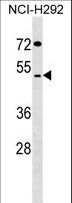 SUDS3 Antibody - SUDS3 Antibody western blot of NCI-H292 cell line lysates (35 ug/lane). The SUDS3 antibody detected the SUDS3 protein (arrow).
