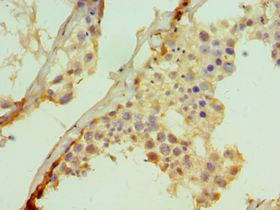 SUFU Antibody - Immunohistochemistry of paraffin-embedded human testicle using antibody at 1:100 dilution.