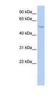 SUFU Antibody - SUFU antibody Western blot of HepG2 cell lysate. This image was taken for the unconjugated form of this product. Other forms have not been tested.