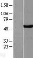 SUFU Protein - Western validation with an anti-DDK antibody * L: Control HEK293 lysate R: Over-expression lysate