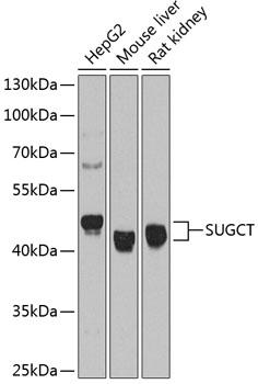 SUGCT / C7orf10 Antibody - Western blot analysis of extracts of various cell lines using SUGCT Polyclonal Antibody at dilution of 1:1000.