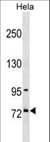 SUGP1 / SF4 Antibody - SF4 Antibody western blot of HeLa cell line lysates (35 ug/lane). The SF4 antibody detected the SF4 protein (arrow).