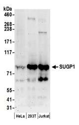 SUGP1 / SF4 Antibody - Detection of human SUGP1 by western blot. Samples: Whole cell lysate (50 µg) from HeLa, HEK293T, and Jurkat cells prepared using NETN lysis buffer. Antibodies: Affinity purified rabbit anti-SUGP1 antibody used for WB at 0.1 µg/ml. Detection: Chemiluminescence with an exposure time of 3 minutes.
