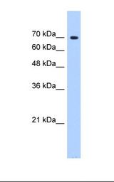 SUGP1 / SF4 Antibody - HepG2 cell lysate. Antibody concentration: 0.5 ug/ml. Gel concentration: 12%.  This image was taken for the unconjugated form of this product. Other forms have not been tested.