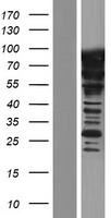 SUGP1 / SF4 Protein - Western validation with an anti-DDK antibody * L: Control HEK293 lysate R: Over-expression lysate