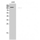 SUGP2 / SFRS14 Antibody - Western blot of SFRS14 antibody