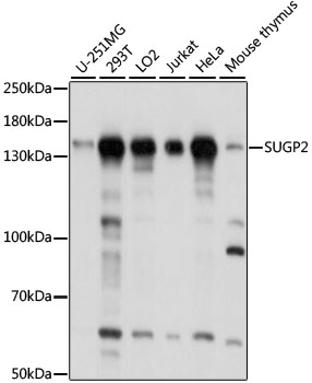 SUGP2 / SFRS14 Antibody - Western blot analysis of extracts of various cell lines, using SUGP2 antibody at 1:1000 dilution. The secondary antibody used was an HRP Goat Anti-Rabbit IgG (H+L) at 1:10000 dilution. Lysates were loaded 25ug per lane and 3% nonfat dry milk in TBST was used for blocking. An ECL Kit was used for detection and the exposure time was 5s.