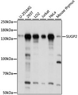 SUGP2 / SFRS14 Antibody - Western blot analysis of extracts of various cell lines, using SUGP2 antibody at 1:1000 dilution. The secondary antibody used was an HRP Goat Anti-Rabbit IgG (H+L) at 1:10000 dilution. Lysates were loaded 25ug per lane and 3% nonfat dry milk in TBST was used for blocking. An ECL Kit was used for detection and the exposure time was 5s.