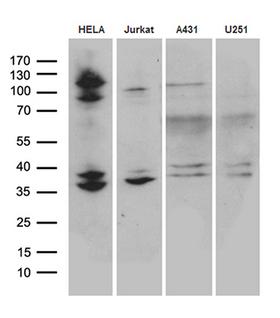 SUGT1 / SGT1 Antibody - Western blot analysis of extracts. (35ug) from 4 cell lines by using anti-SUGT1 monoclonal antibody. (1:500)