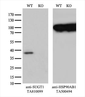 SUGT1 / SGT1 Antibody - Equivalent amounts of cell lysates  and SUGT1-Knockout HeLa cells  were separated by SDS-PAGE and immunoblotted with anti-SUGT1 monoclonal antibody. Then the blotted membrane was stripped and reprobed with anti-HSP90 antibody as a loading control.