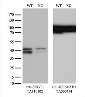 SUGT1 / SGT1 Antibody - Equivalent amounts of cell lysates  and SUGT1-Knockout HeLa cells  were separated by SDS-PAGE and immunoblotted with anti-SUGT1 monoclonal antibody. Then the blotted membrane was stripped and reprobed with anti-HSP90 antibody as a loading control.