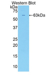 SULF2 / Sulfatase 2 Antibody - Western blot of recombinant SULF2 / Sulfatase 2.  This image was taken for the unconjugated form of this product. Other forms have not been tested.