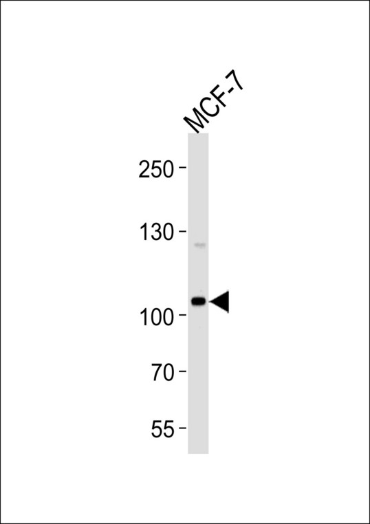 SULF2 / Sulfatase 2 Antibody - Western blot of lysate from MCF-7 cell line, using SULF2 Antibody. Antibody was diluted at 1:1000 at each lane. A goat anti-rabbit IgG H&L (HRP) at 1:5000 dilution was used as the secondary antibody. Lysate at 35ug per lane.