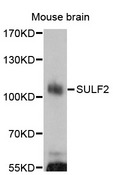 SULF2 / Sulfatase 2 Antibody - Western blot analysis of extracts of mouse brain cells.
