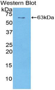 Sulfatase 1 / SULF1 Antibody - Western blot of recombinant Sulfatase 1 / SULF1.  This image was taken for the unconjugated form of this product. Other forms have not been tested.