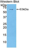 Sulfatase 1 / SULF1 Antibody - Western blot of recombinant Sulfatase 1 / SULF1.  This image was taken for the unconjugated form of this product. Other forms have not been tested.