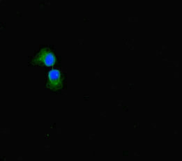 Sulfatase 1 / SULF1 Antibody - Immunofluorescent analysis of A549 cells diluted at 1:100 and Alexa Fluor 488-congugated AffiniPure Goat Anti-Rabbit IgG(H+L)