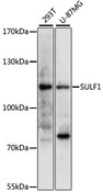 Sulfatase 1 / SULF1 Antibody - Western blot analysis of extracts of various cell lines, using SULF1 antibody at 1:3000 dilution. The secondary antibody used was an HRP Goat Anti-Rabbit IgG (H+L) at 1:10000 dilution. Lysates were loaded 25ug per lane and 3% nonfat dry milk in TBST was used for blocking. An ECL Kit was used for detection and the exposure time was 90s.