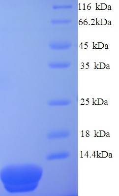 DNA-Binding Protein 7d Protein