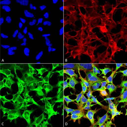 Sulfotyrosine Antibody - Immunocytochemistry/Immunofluorescence analysis using Mouse Anti-Sulfotyrosine Monoclonal Antibody, Clone 7C5. Tissue: Embryonic kidney epithelial cell line (HEK293). Species: Human. Fixation: 5% Formaldehyde for 5 min. Primary Antibody: Mouse Anti-Sulfotyrosine Monoclonal Antibody at 1:50 for 30-60 min at RT. Secondary Antibody: Goat Anti-Mouse Alexa Fluor 488 at 1:1500 for 30-60 min at RT. Counterstain: Phalloidin Alexa Fluor 633 F-Actin stain; DAPI (blue) nuclear stain at 1:250, 1:50000 for 30-60 min at RT. Localization: Cytoplasmic. Magnification: 20X (2X Zoom). (A) DAPI (blue) nuclear stain. (B) Phalloidin Alex Fluor 633 F-Actin stain. (C) Sulfotyrosine Antibody. (D) Composite. Courtesy of: Dr. Robert Burke, University of Victoria.