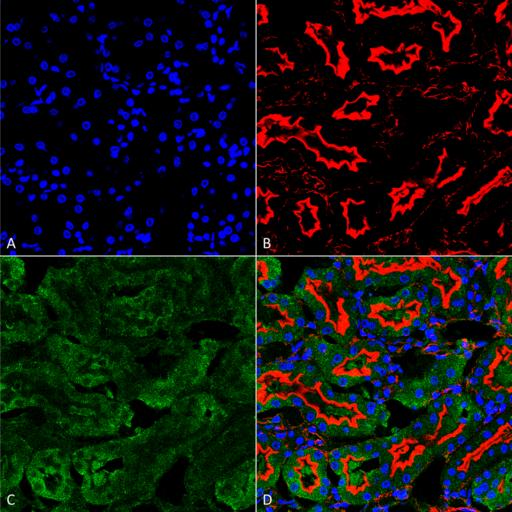 Sulfotyrosine Antibody - Immunohistochemistry analysis using Mouse Anti-Sulfotyrosine Monoclonal Antibody, Clone 7C5. Tissue: kidney. Species: Human. Fixation: Formalin fixed, paraffin embedded. Primary Antibody: Mouse Anti-Sulfotyrosine Monoclonal Antibody at 1:25 for 1 hour at RT. Secondary Antibody: Goat Anti-Mouse IgG: Alexa Fluor 488. Counterstain: Actin-binding Phalloidin-Alexa Fluor 633; DAPI (blue) nuclear stain. Magnification: 63X. (A) DAPI (blue) nuclear stain. (B) Phalloidin Alex Fluor 633 F-Actin stain. (C) Sulfotyrosine Antibody (D) Composite