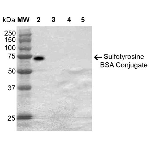 Sulfotyrosine Antibody - Western Blot analysis of Sulfotyrosine-BSA Conjugate showing detection of 67 kDa Sulfotyrosine protein using Mouse Anti-Sulfotyrosine Monoclonal Antibody, Clone 7C5. Lane 1: Molecular Weight Ladder (MW). Lane 2: Sulfotyrosine-BSA. Lane 3: Tyrosine-BSA. Lane 4: Phosphotyrosine-BSA. Lane 5: BSA. Load: 2 µg. Block: 5% Skim Milk in TBST. Primary Antibody: Mouse Anti-Sulfotyrosine Monoclonal Antibody at 1:1000 for 2 hours at RT. Secondary Antibody: Goat Anti-Mouse IgG: HRP at 1:2000 for 60 min at RT. Color Development: ECL solution for 5 min in RT. Predicted/Observed Size: 67 kDa.