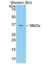 SULT1A1 / Sulfotransferase 1A1 Antibody - Western Blot; Sample: Recombinant protein.