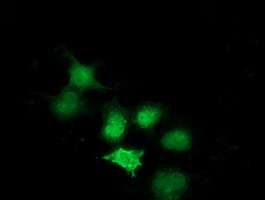 SULT1A1 / Sulfotransferase 1A1 Antibody - Anti-SULT1A1 mouse monoclonal antibody immunofluorescent staining of COS7 cells transiently transfected by pCMV6-ENTRY SULT1A1.