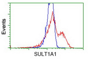 SULT1A1 / Sulfotransferase 1A1 Antibody - HEK293T cells transfected with either overexpress plasmid (Red) or empty vector control plasmid (Blue) were immunostained by anti-SULT1A1 antibody, and then analyzed by flow cytometry.