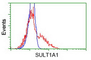 SULT1A1 / Sulfotransferase 1A1 Antibody - HEK293T cells transfected with either overexpress plasmid (Red) or empty vector control plasmid (Blue) were immunostained by anti-SULT1A1 antibody, and then analyzed by flow cytometry.