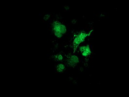 SULT1A1 / Sulfotransferase 1A1 Antibody - Anti-SULT1A1 mouse monoclonal antibody immunofluorescent staining of COS7 cells transiently transfected by pCMV6-ENTRY SULT1A1.