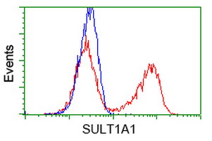 SULT1A1 / Sulfotransferase 1A1 Antibody - HEK293T cells transfected with either overexpress plasmid (Red) or empty vector control plasmid (Blue) were immunostained by anti-SULT1A1 antibody, and then analyzed by flow cytometry.