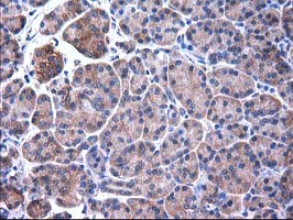 SULT1C2 / Sulfotransferase 1C2 Antibody - IHC of paraffin-embedded Human pancreas tissue using anti-SULT1C2 mouse monoclonal antibody. (Heat-induced epitope retrieval by 10mM citric buffer, pH6.0, 100C for 10min).