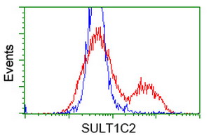 SULT1C2 / Sulfotransferase 1C2 Antibody - HEK293T cells transfected with either overexpress plasmid (Red) or empty vector control plasmid (Blue) were immunostained by anti-SULT1C2 antibody, and then analyzed by flow cytometry.