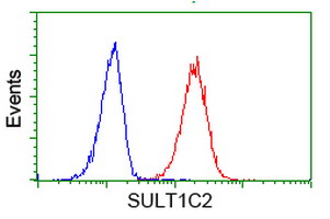 SULT1C2 / Sulfotransferase 1C2 Antibody - Flow cytometry of HeLa cells, using anti-SULT1C2 antibody (Red), compared to a nonspecific negative control antibody (Blue).