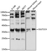 SULT1C4 / Sulfotransferase 1C4 Antibody - Western blot analysis of extracts of various cell lines, using SULT1C4 antibody at 1:1000 dilution. The secondary antibody used was an HRP Goat Anti-Rabbit IgG (H+L) at 1:10000 dilution. Lysates were loaded 25ug per lane and 3% nonfat dry milk in TBST was used for blocking. An ECL Kit was used for detection and the exposure time was 2s.