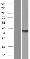 SULT1C4 / Sulfotransferase 1C4 Protein - Western validation with an anti-DDK antibody * L: Control HEK293 lysate R: Over-expression lysate