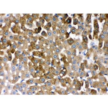 SULT2A1 / Sulfotransferase 2A1 Antibody - SULT2A1 antibody IHC-paraffin. IHC(P): Rat Liver Tissue.