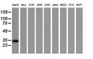 SULT2A1 / Sulfotransferase 2A1 Antibody - Western blot analysis of extracts (35ug) from 9 different cell lines by using anti-SULT2A1 monoclonal antibody.